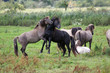 dominant wild horses