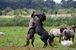 wild konik stallions
