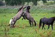 fighting wild stallions