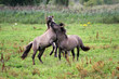 fighting wild stallions