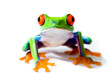 Red Eyed Tree Frog
