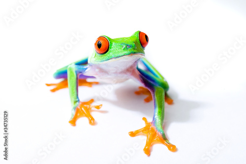 Photo: Red Eyed Tree Frog Red Eyed Tree Frog