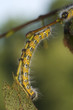 Phalera bucephala