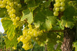 Weinreben 11.12 Weinreben 11.12