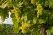 Weinreben 11.48