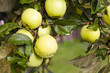 green apples.