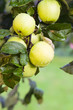 green apples.
