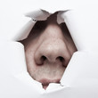 Foto: nase nase