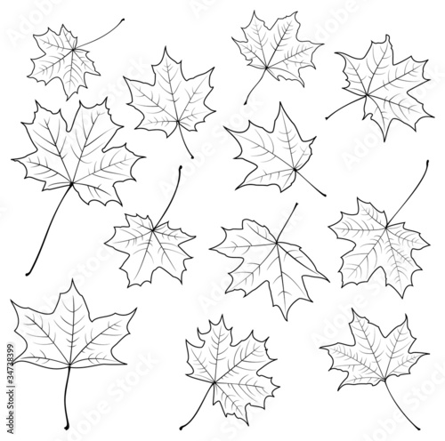 Drawn Maple Leaf