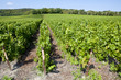 Foto: Vignes de Champagne_4 Vignes de Champagne_4