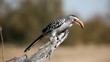 Yellow-billed hornbill, South Africa