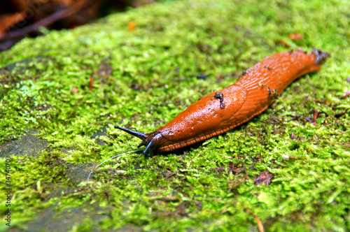 Photo: Nacktschnecke Nacktschnecke