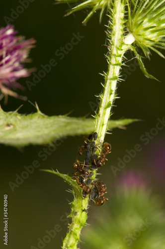 Photo: Ants milking aphids Ants milking aphids