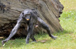Bonobo Bonobo