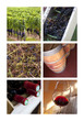 Vin, raisin, vendange, viticulture, vignes, chai, cave
