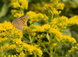 Lycena phlaeas