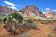 Southwest desert landscape