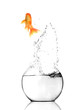 Foto: Gold fish jumping out of water in fishbowl Gold fish jumping out of water in fishbowl