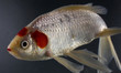 Pet fish
