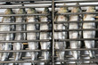 grilled fish