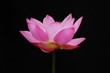 碗蓮の花
