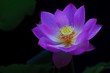 碗蓮の花