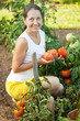 woman harvesting tomatoes woman harvesting tomatoes