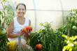 woman picking tomato woman picking tomato