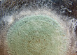 Close-up image of a mold