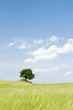 Landscape with tree Landscape with tree