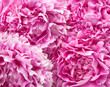 peonies
