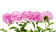 peonies
