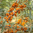 sea-buckthorn