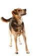 Happy mixed breed bitch standing with tail wagging