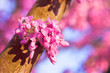 Judas tree in full bloom