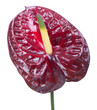 Purple anthurium (Flamingo flower) isolated on white