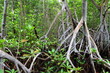 Mangrove forest