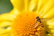 Mouche Syrphe qui butine
