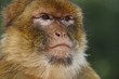 Foto: singe 01 singe 01