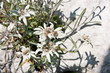 edelweiss