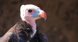 Vautour