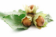 Foto: ramo con mocciole - branch with hazelnuts ramo con mocciole - branch with hazelnuts