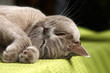 schlafende katze