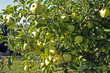 un beau pommier un beau pommier