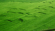 rice field rice field