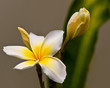 Photo: Plumeria Plumeria