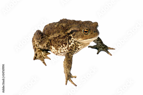 Foto: common toad bufo bufo common toad bufo bufo