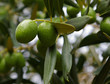 Olives vertes