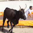 Toro piscine
