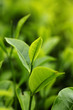 Photo: Tea Leaf with Plantation Tea Leaf with Plantation